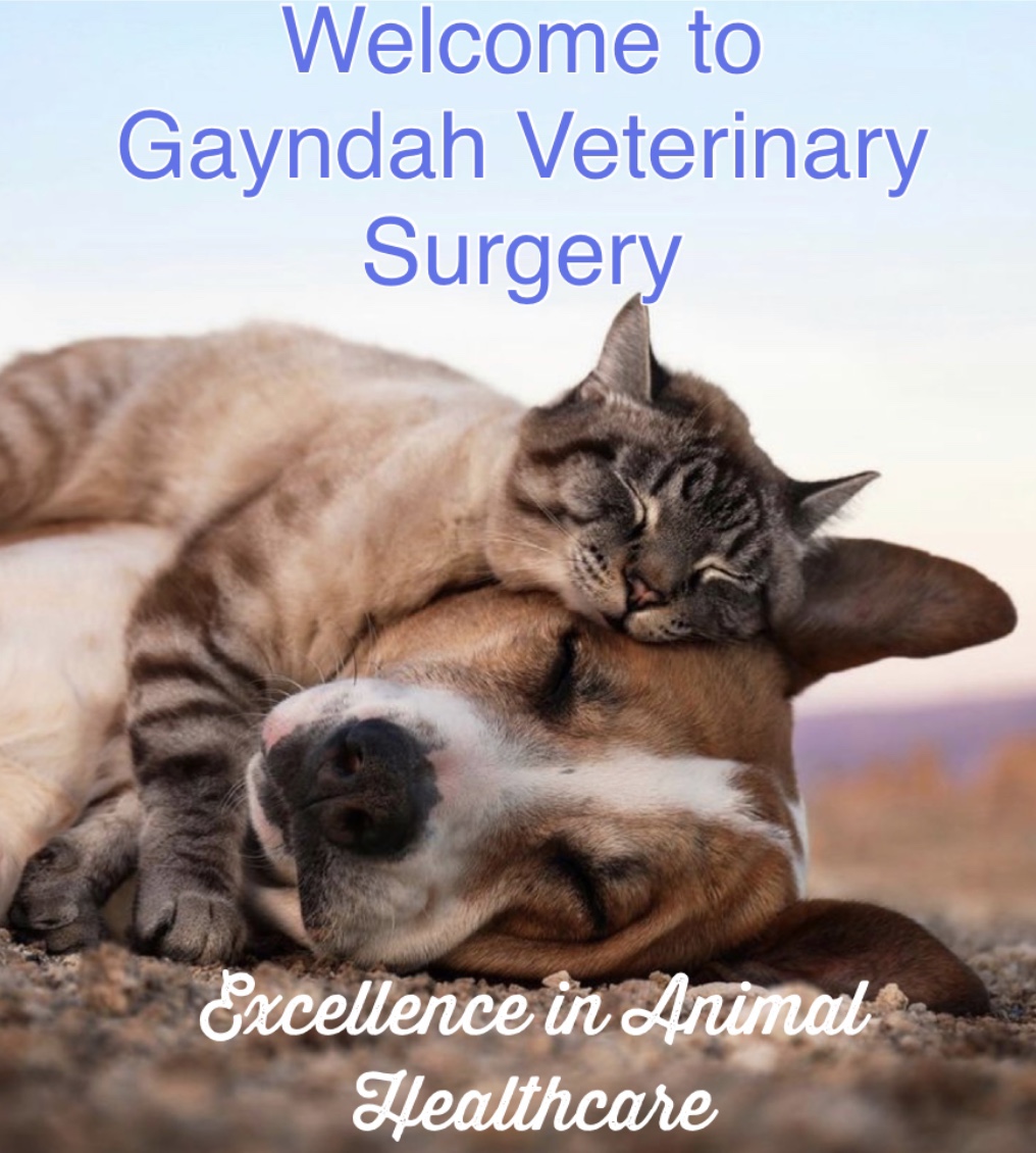 Gayndah Veterinary Surgery logo