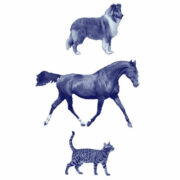 North Warrandyte Veterinary Clinic logo