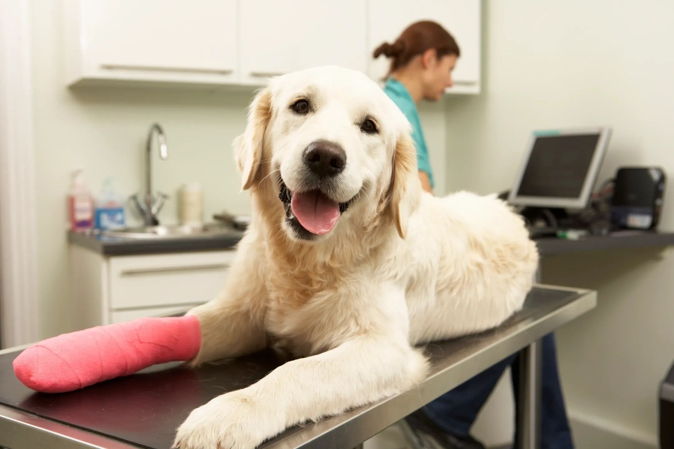 Northfield Veterinary Clinic logo