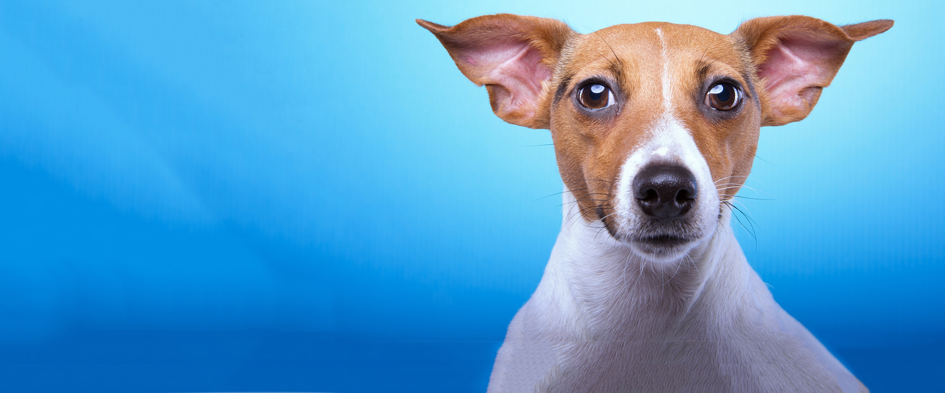 Bundoora Veterinary Hospital and Clinic logo