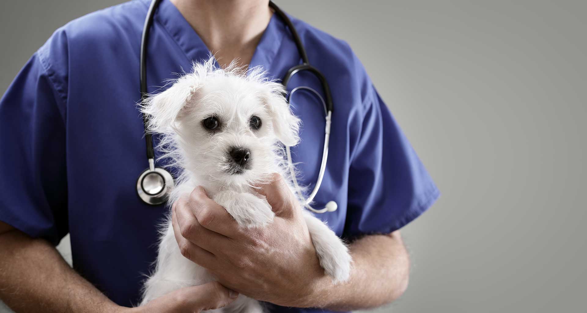 Marsden Veterinary Surgery logo