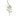 Angelface logo