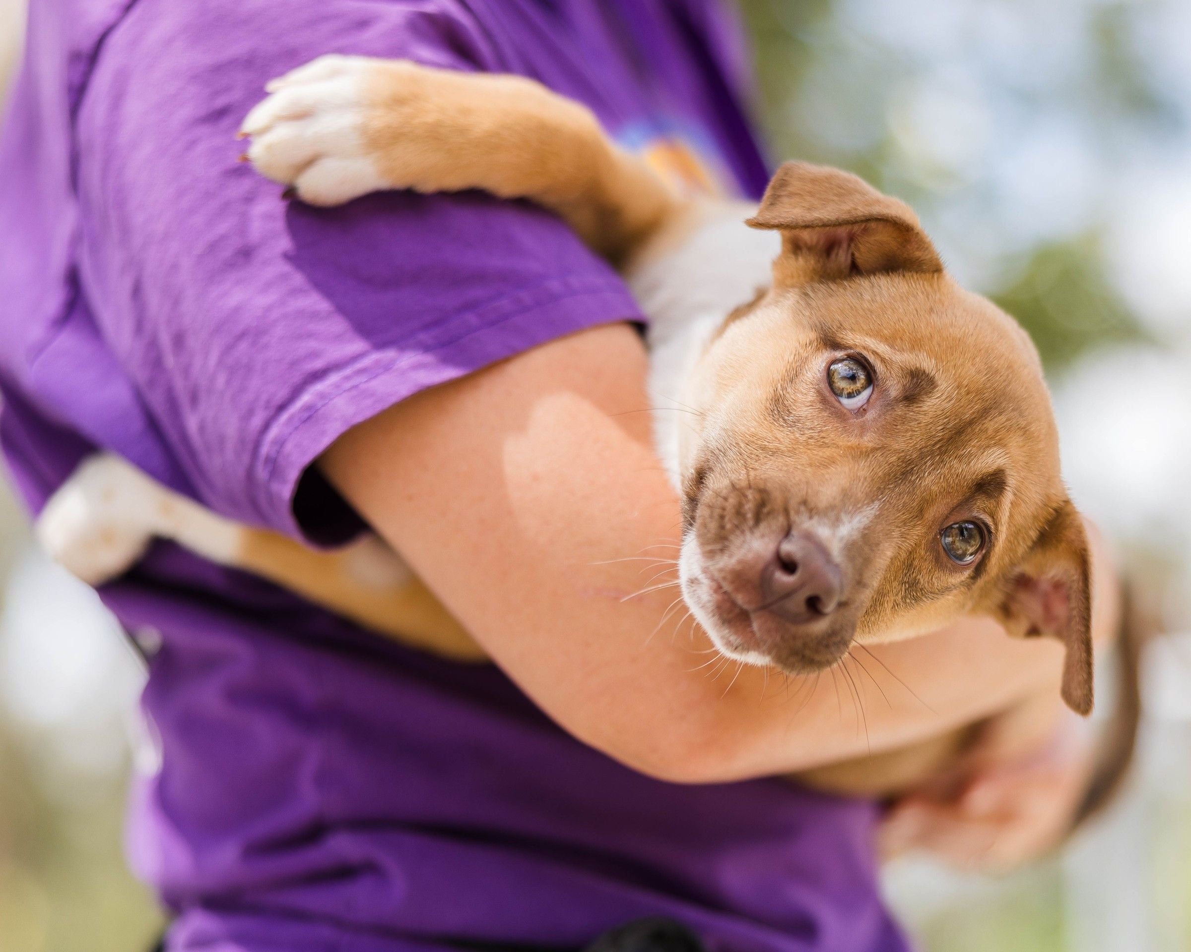 Animal Welfare League of Queensland logo