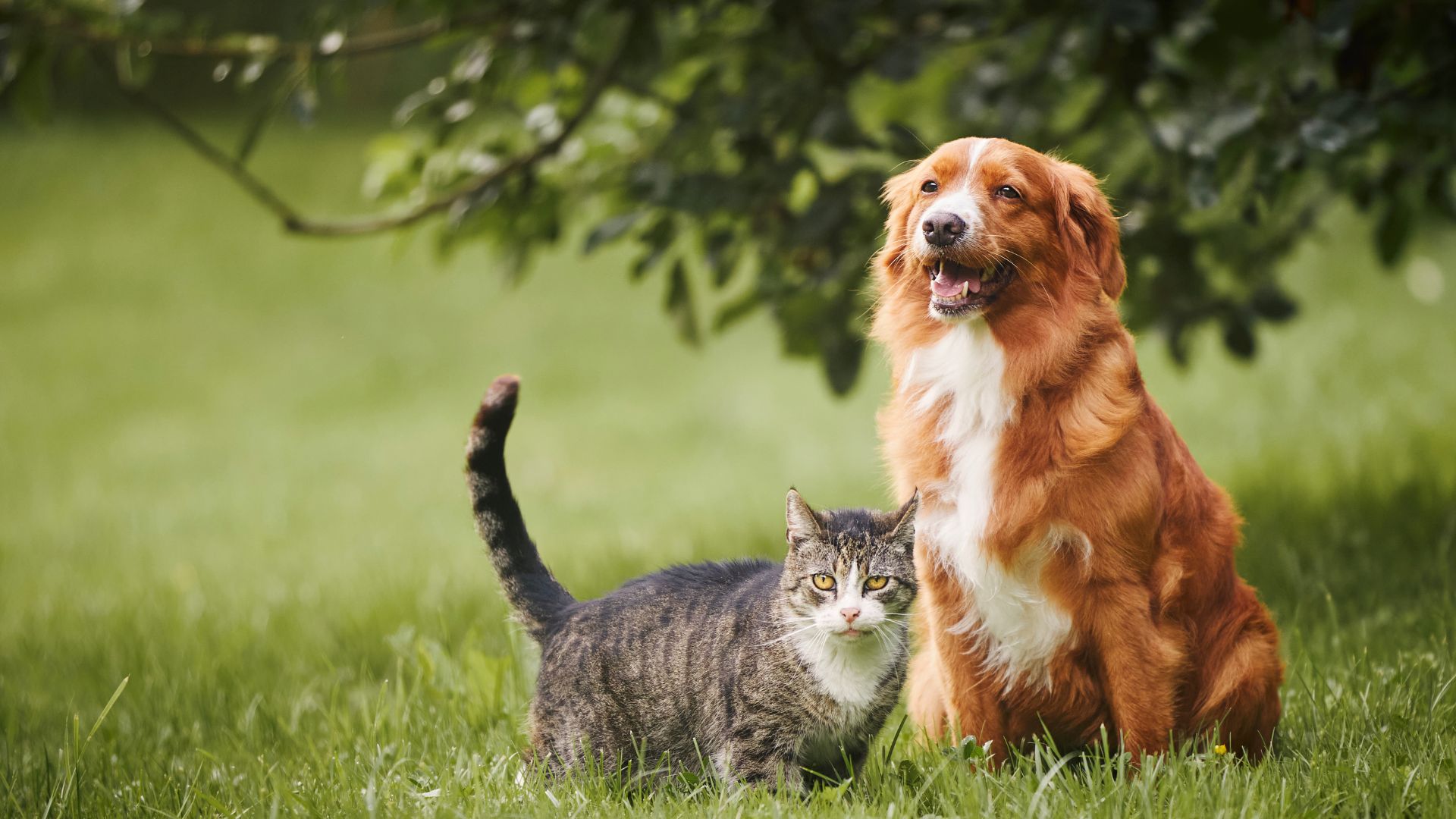 Cairns Veterinary Clinic logo