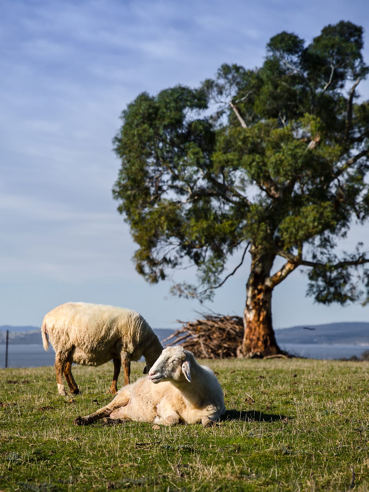 Grandvewe - Certified Organic Sheep Dairy and Sheep Whey Liqueur logo