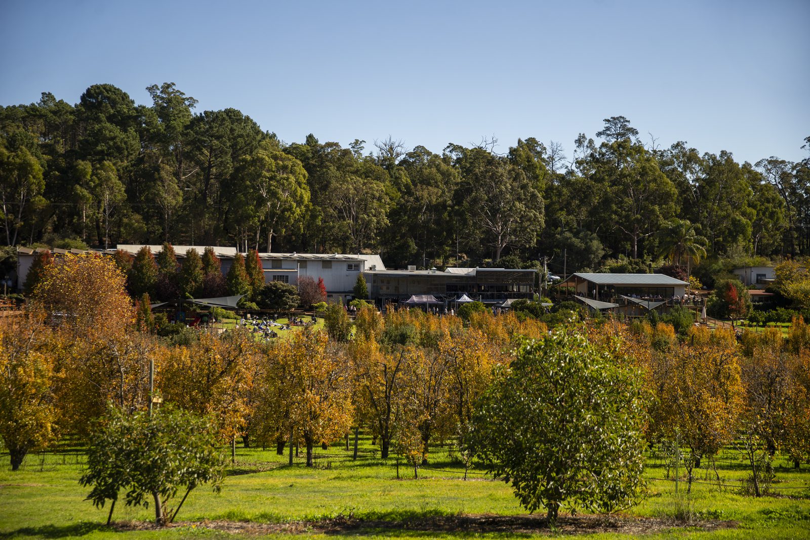 Core Cider House logo