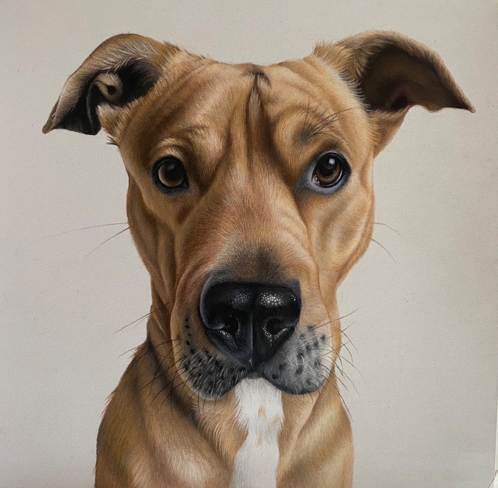 That Dog Artist photo 4