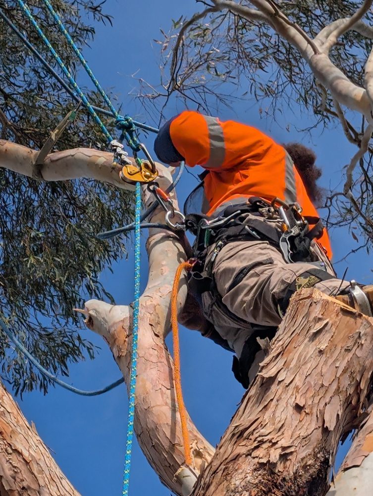 Arbco Tree Services photo 3