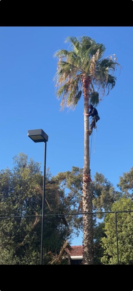 Arbco Tree Services photo 8