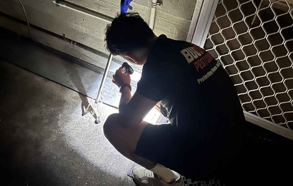 BugOff Pest Control photo 6